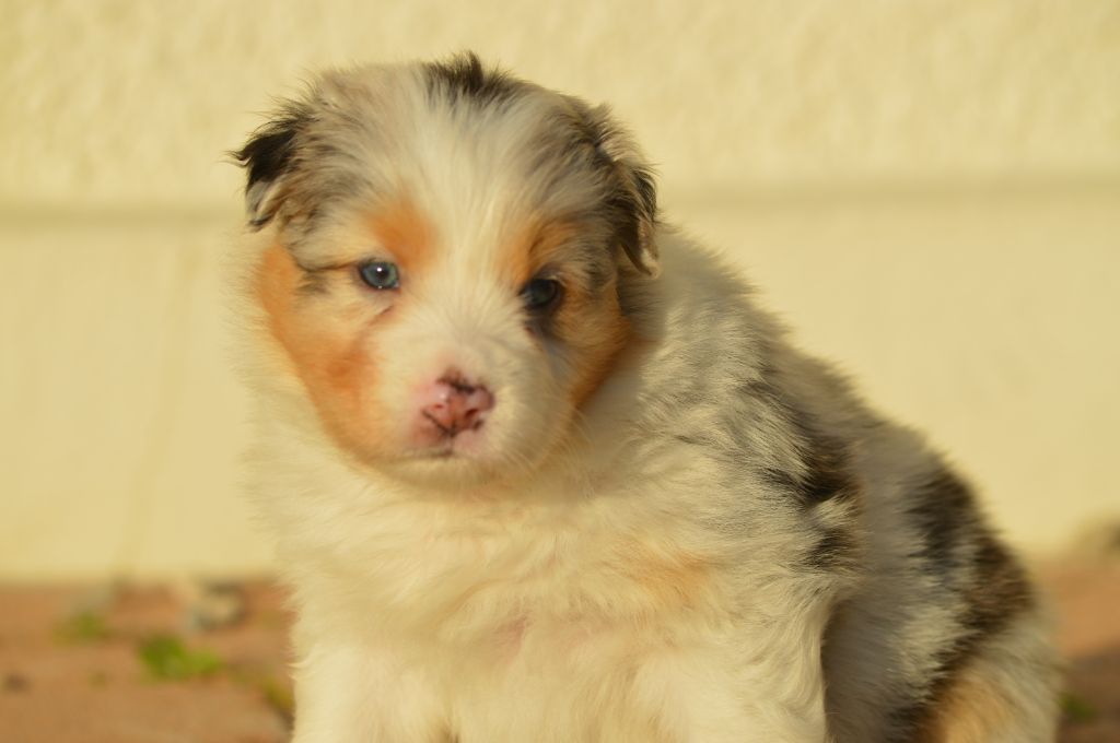 des Ptits Bergers en Terre Bio - Chiot disponible  - Berger Australien