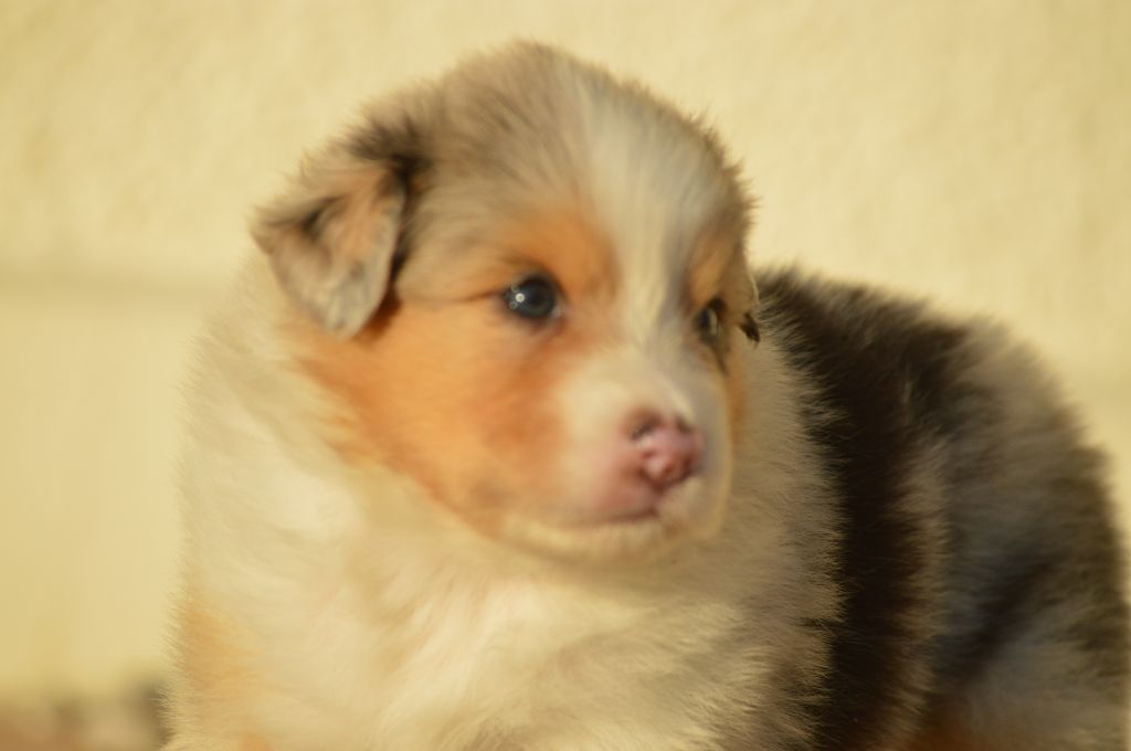 des Ptits Bergers en Terre Bio - Chiot disponible  - Berger Australien