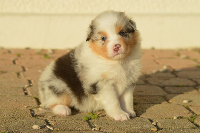 Femelle bleu merle queue longue 3