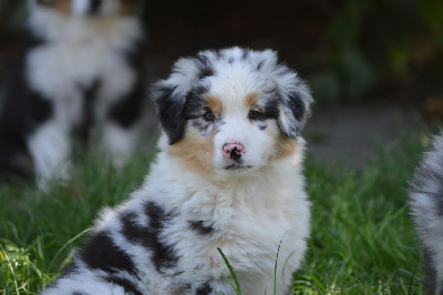 Male bleu merle queue longue 2 