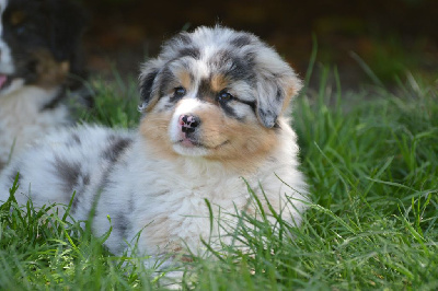 Male bleu merle queue longue 