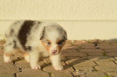 Femelle bleu merle queue longue 3