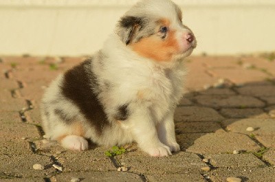 Femelle bleu merle queue longue 3