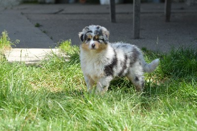 Male bleu merle queue longue 