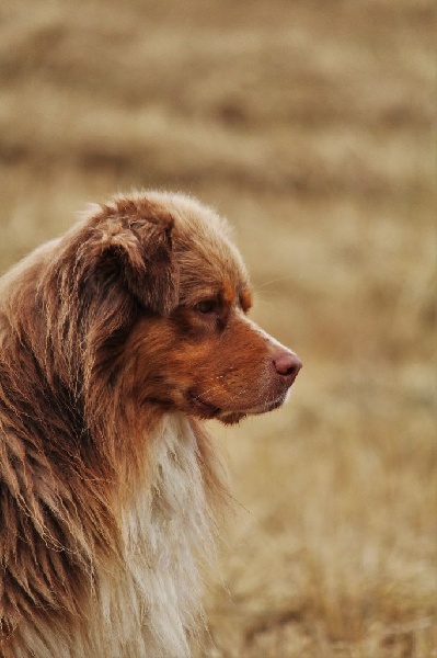Ice the mountains and the wind De La Plaine A Demphis