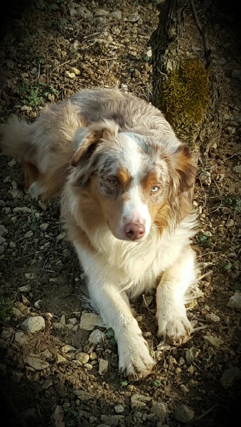 J'gaya De La Plaine A Demphis