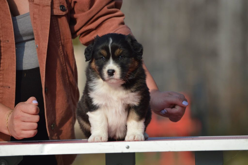 des Ptits Bergers en Terre Bio - Chiots disponibles - Berger Australien