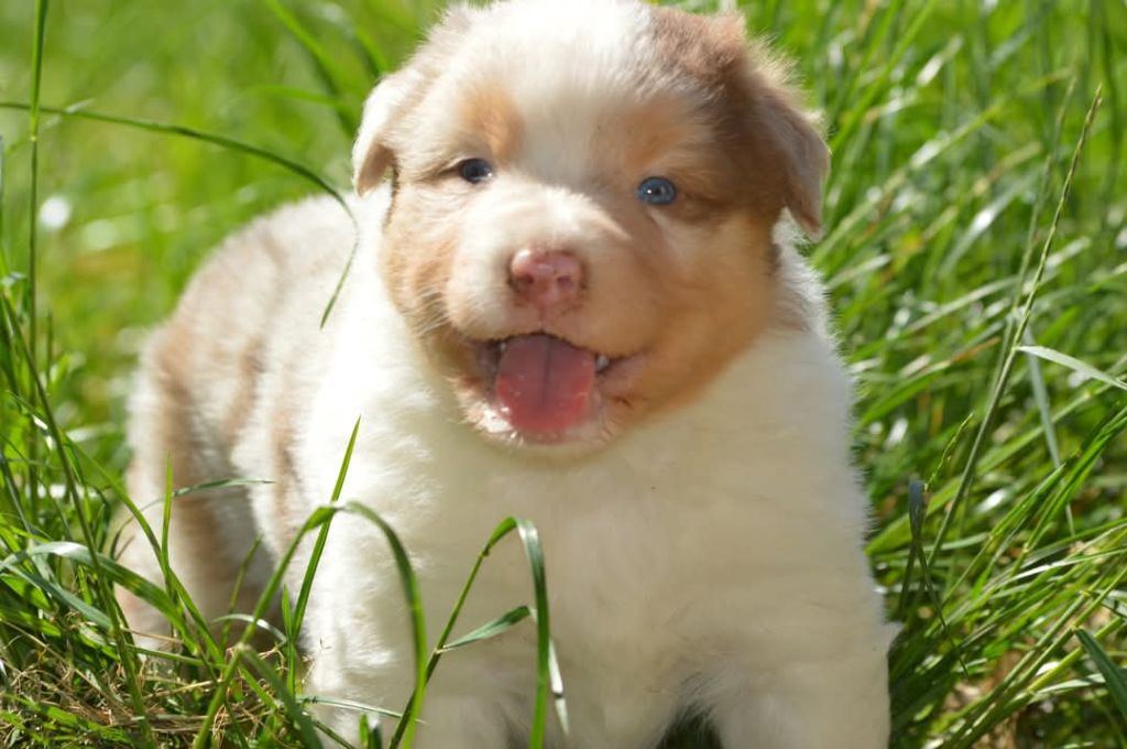 des Ptits Bergers en Terre Bio - Chiots disponibles - Berger Australien