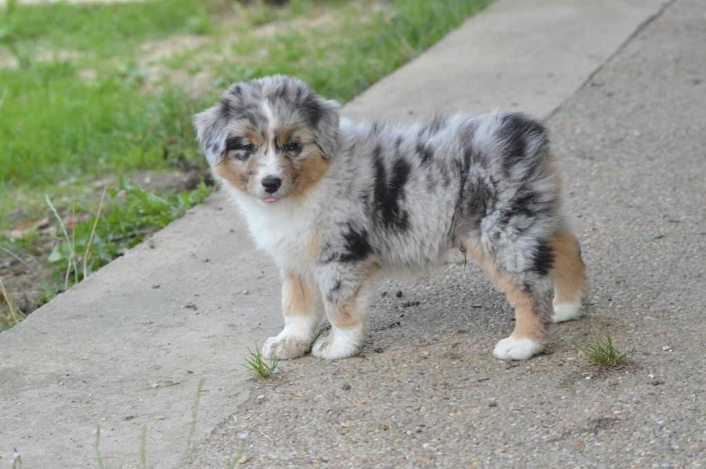 des Ptits Bergers en Terre Bio - Chiots disponibles - Berger Australien