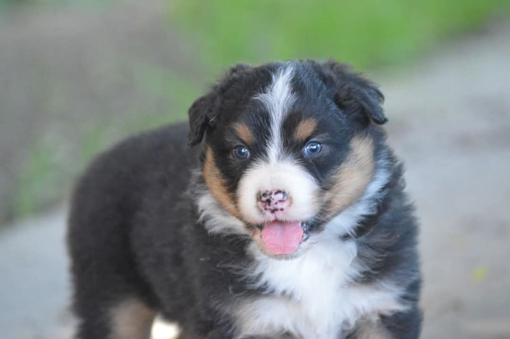 des Ptits Bergers en Terre Bio - Chiots disponibles - Berger Australien
