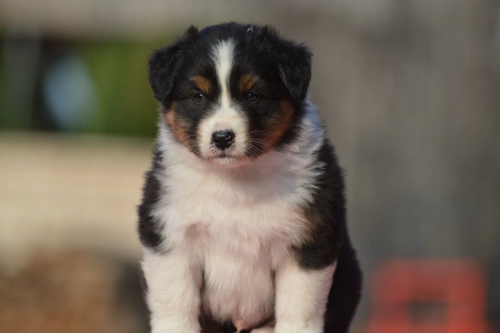 des Ptits Bergers en Terre Bio - Chiots disponibles - Berger Australien