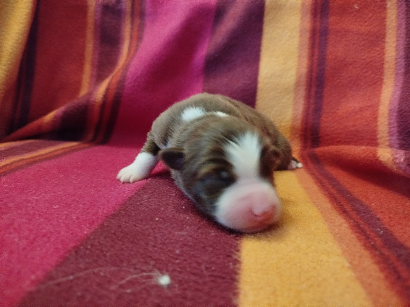 des Ptits Bergers en Terre Bio - Chiots disponibles - Berger Australien