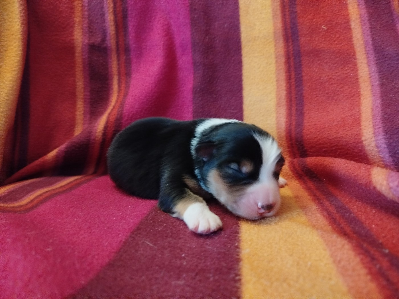 des Ptits Bergers en Terre Bio - Chiots disponibles - Berger Australien