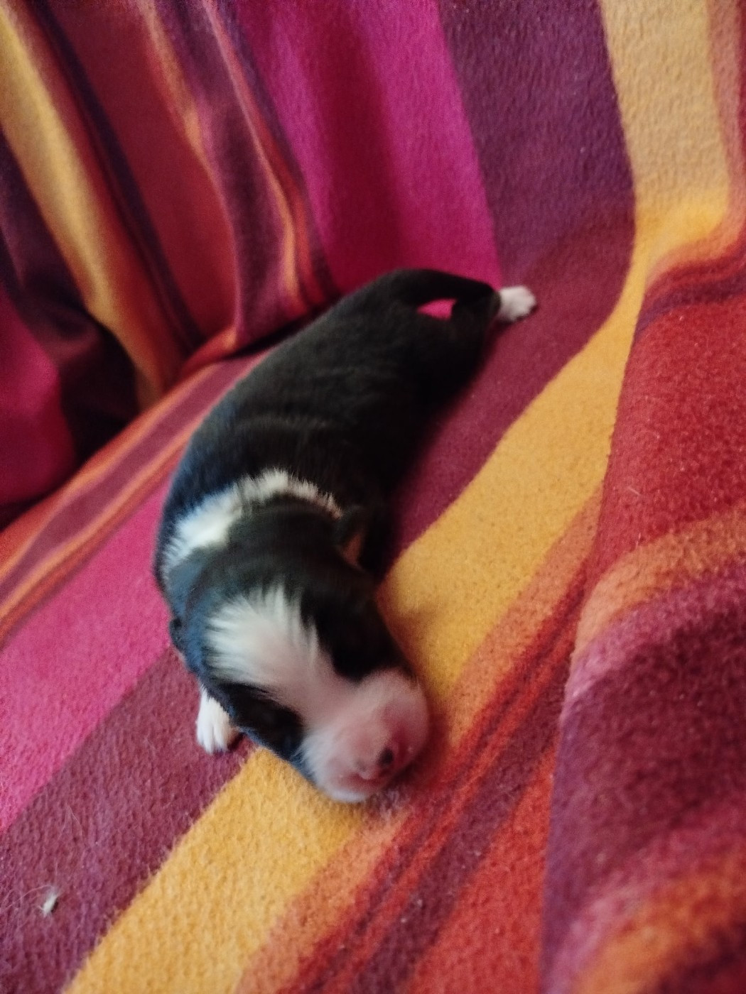 des Ptits Bergers en Terre Bio - Chiots disponibles - Berger Australien