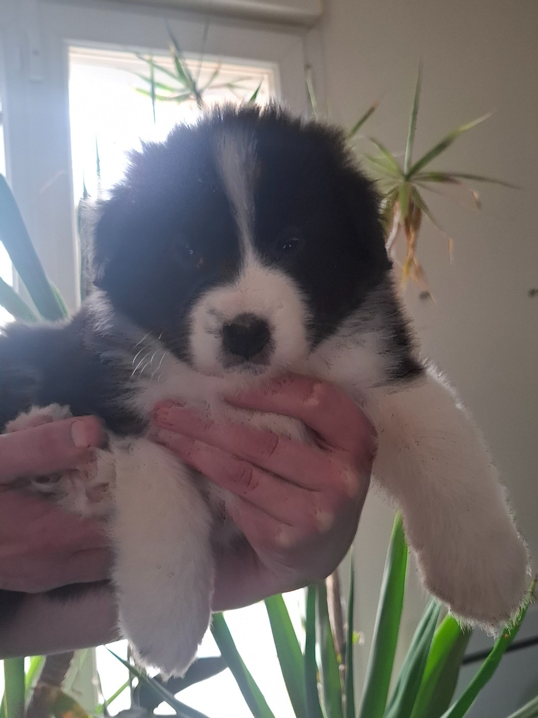 des Ptits Bergers en Terre Bio - Chiots disponibles - Berger Australien
