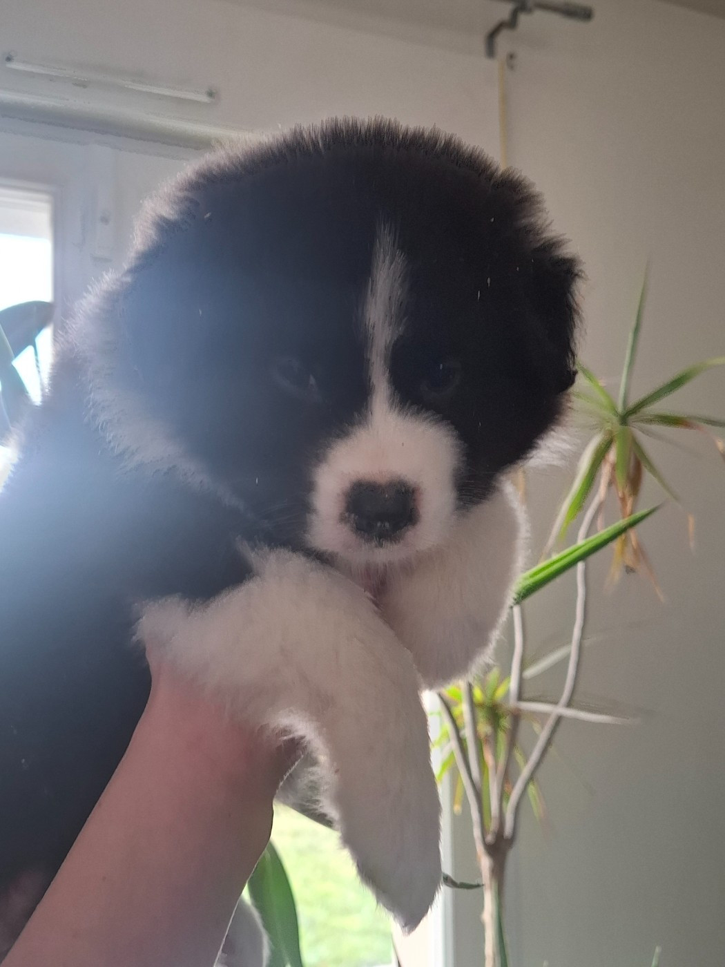 des Ptits Bergers en Terre Bio - Chiots disponibles - Berger Australien