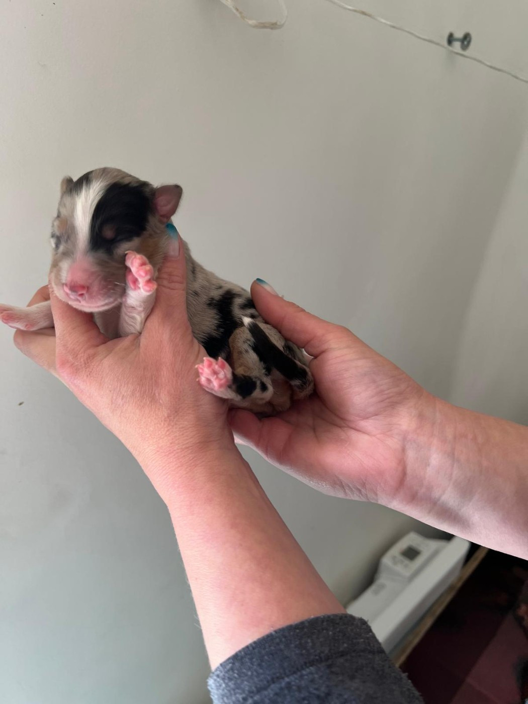 des Ptits Bergers en Terre Bio - Chiots disponibles - Berger Australien