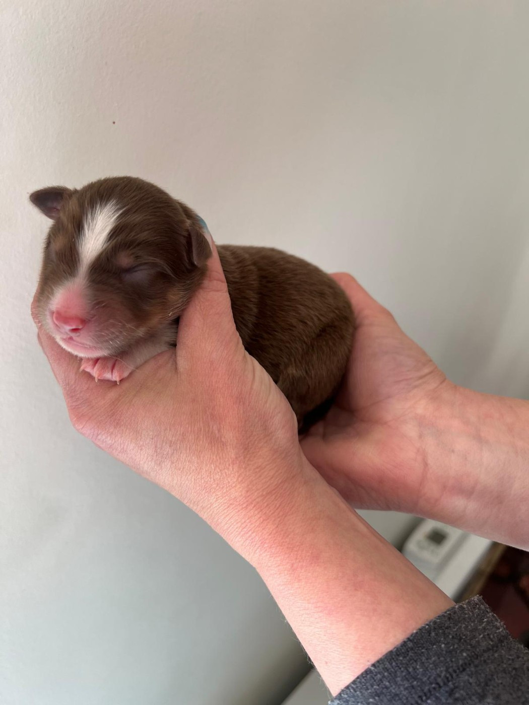 des Ptits Bergers en Terre Bio - Chiots disponibles - Berger Australien