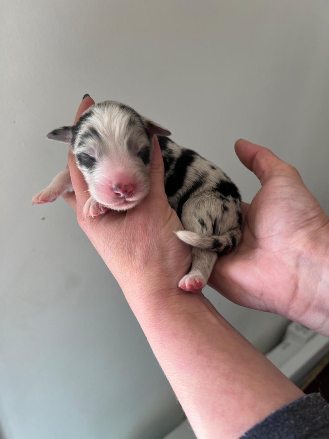 des Ptits Bergers en Terre Bio - Chiots disponibles - Berger Australien