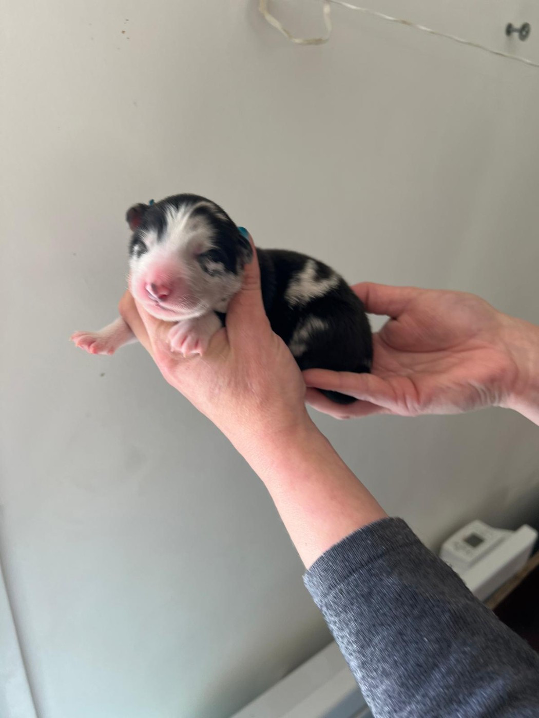 des Ptits Bergers en Terre Bio - Chiots disponibles - Berger Australien