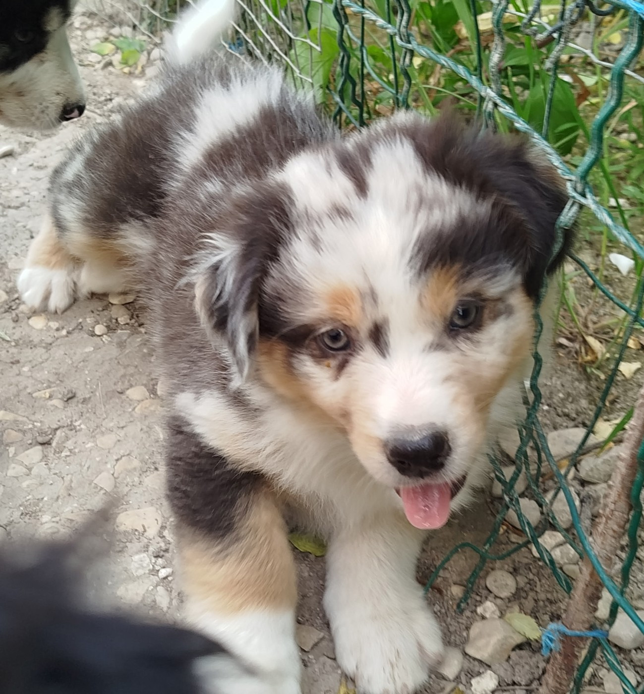 des Ptits Bergers en Terre Bio - Chiots disponibles - Berger Australien
