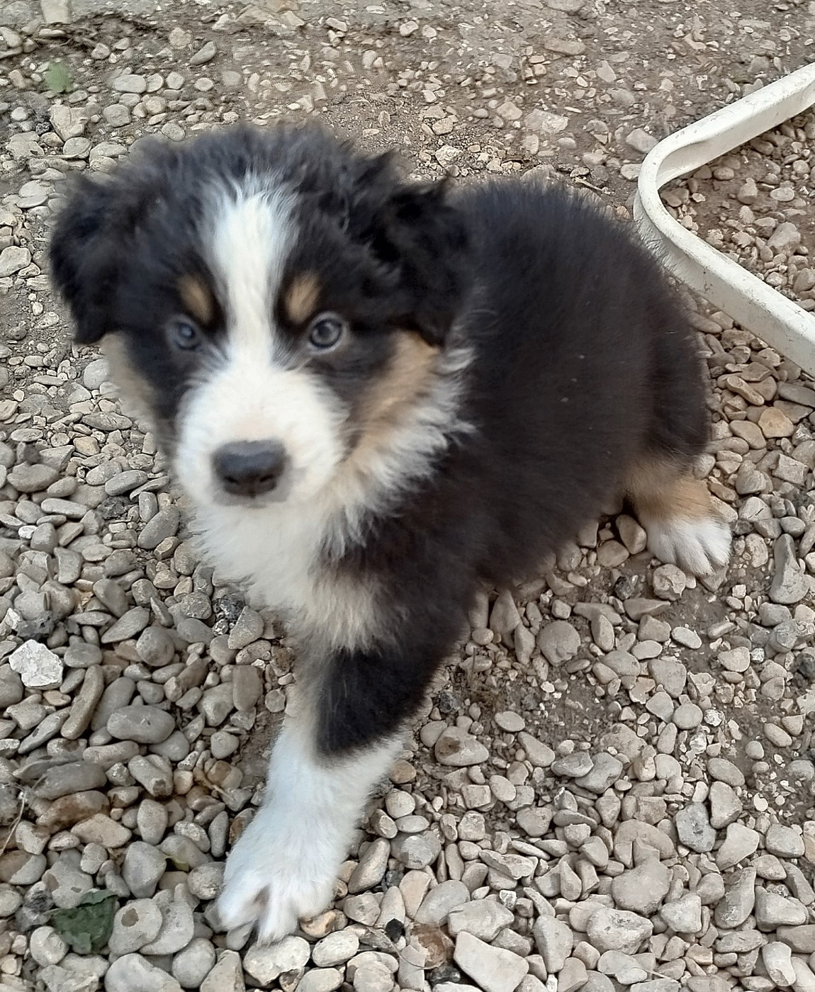 des Ptits Bergers en Terre Bio - Chiots disponibles - Berger Australien