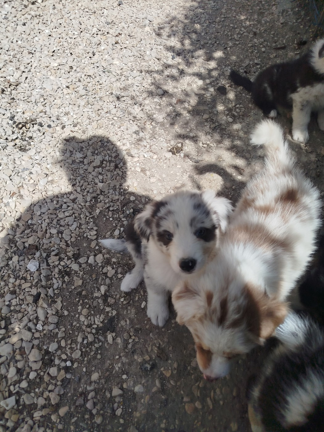 des Ptits Bergers en Terre Bio - Chiots disponibles - Berger Australien