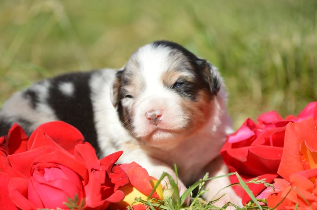 des Ptits Bergers en Terre Bio - Chiots disponibles - Berger Australien