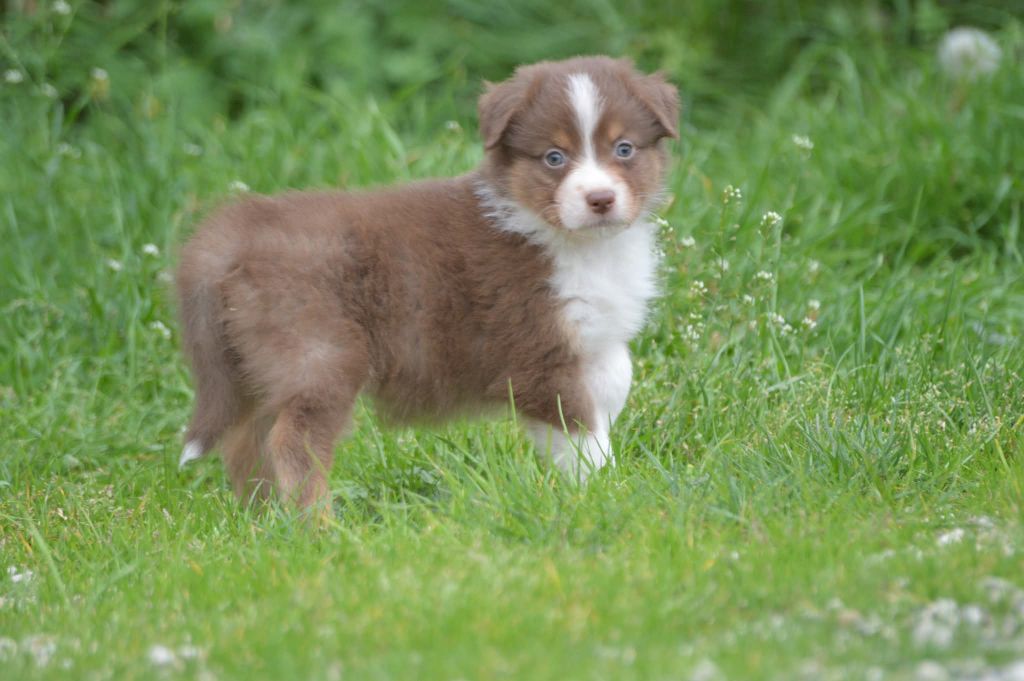 des Ptits Bergers en Terre Bio - Chiots disponibles - Berger Australien