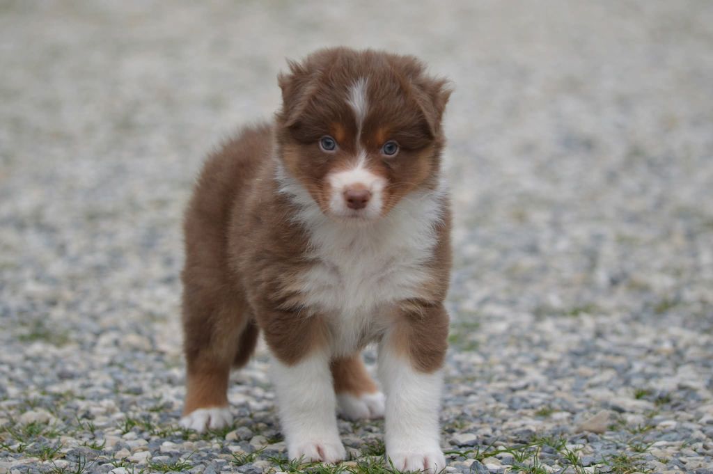 des Ptits Bergers en Terre Bio - Chiots disponibles - Berger Australien