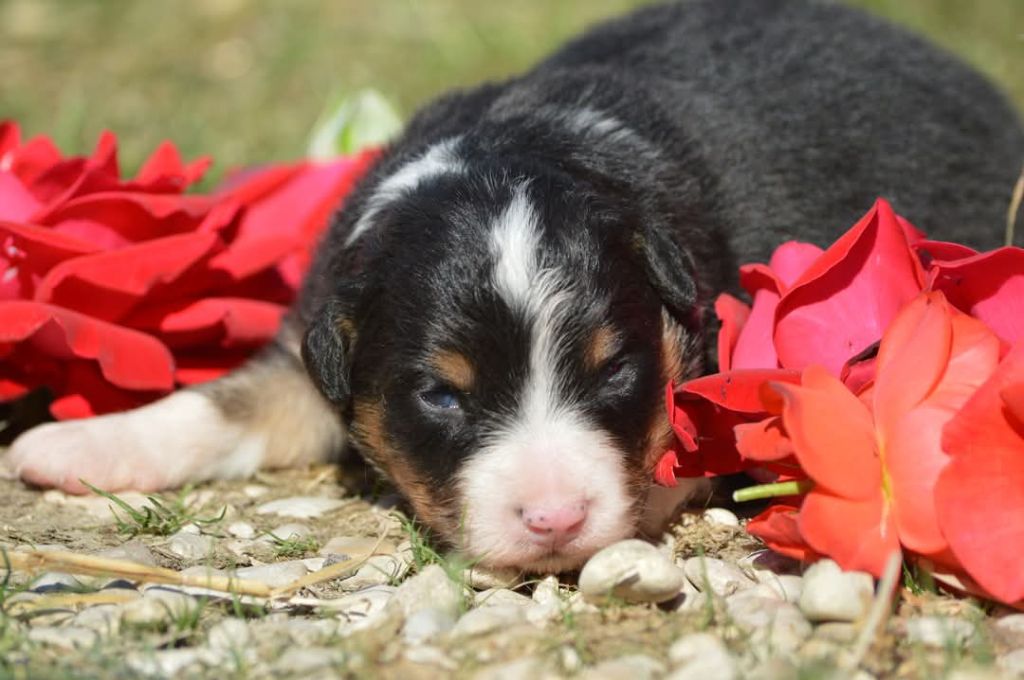 des Ptits Bergers en Terre Bio - Chiots disponibles - Berger Australien