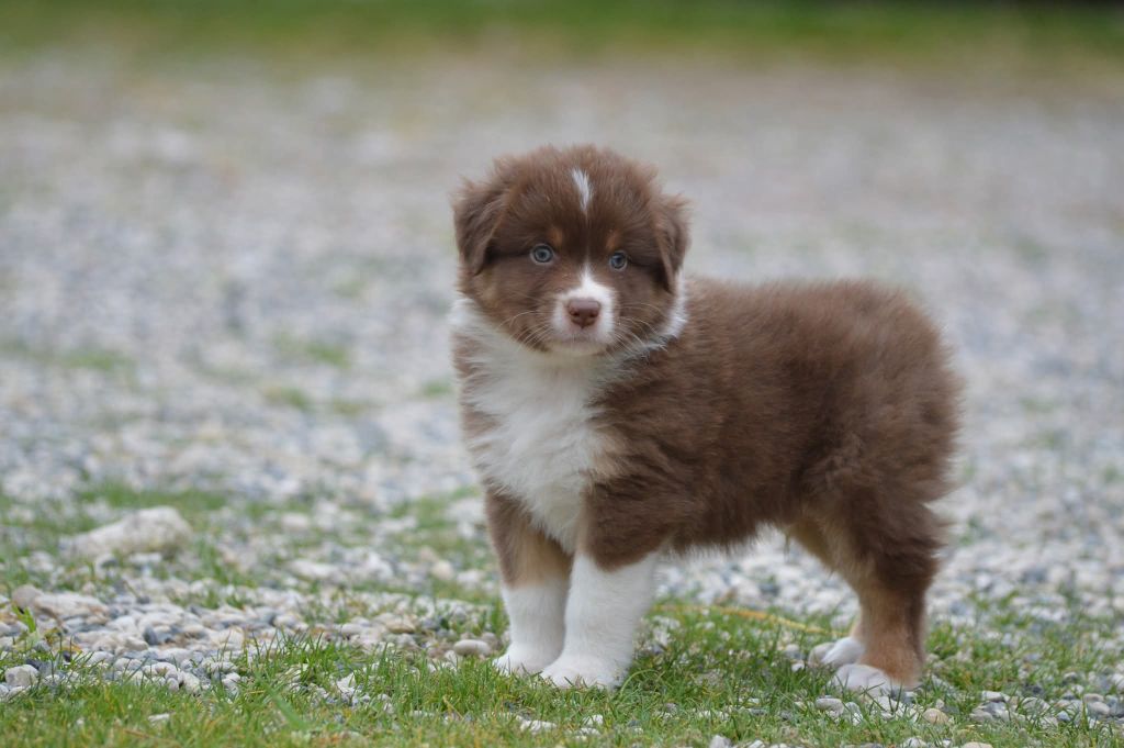 des Ptits Bergers en Terre Bio - Chiots disponibles - Berger Australien