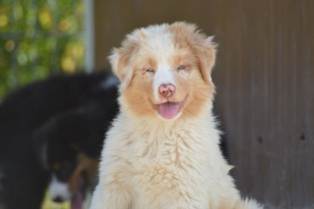 des Ptits Bergers en Terre Bio - Chiots disponibles - Berger Australien