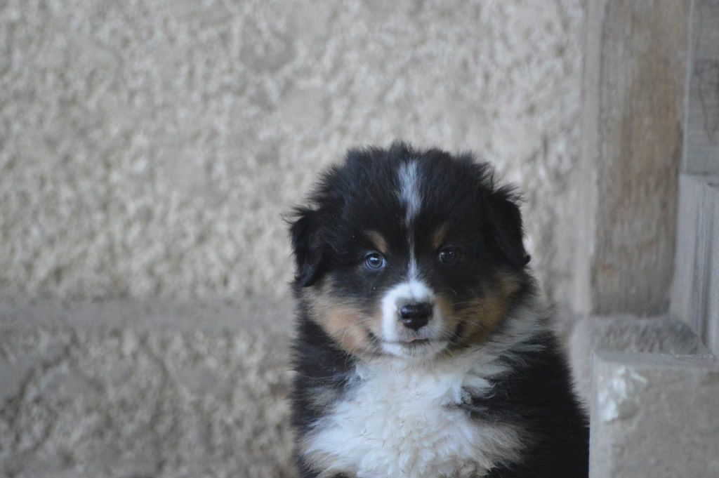 des Ptits Bergers en Terre Bio - Chiots disponibles - Berger Australien