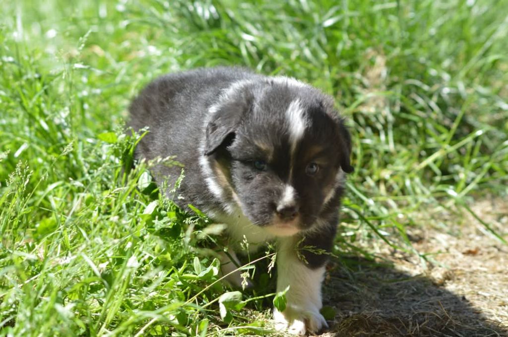 des Ptits Bergers en Terre Bio - Chiots disponibles - Berger Australien