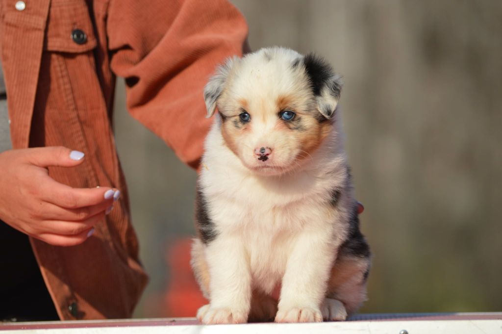des Ptits Bergers en Terre Bio - Chiots disponibles - Berger Australien