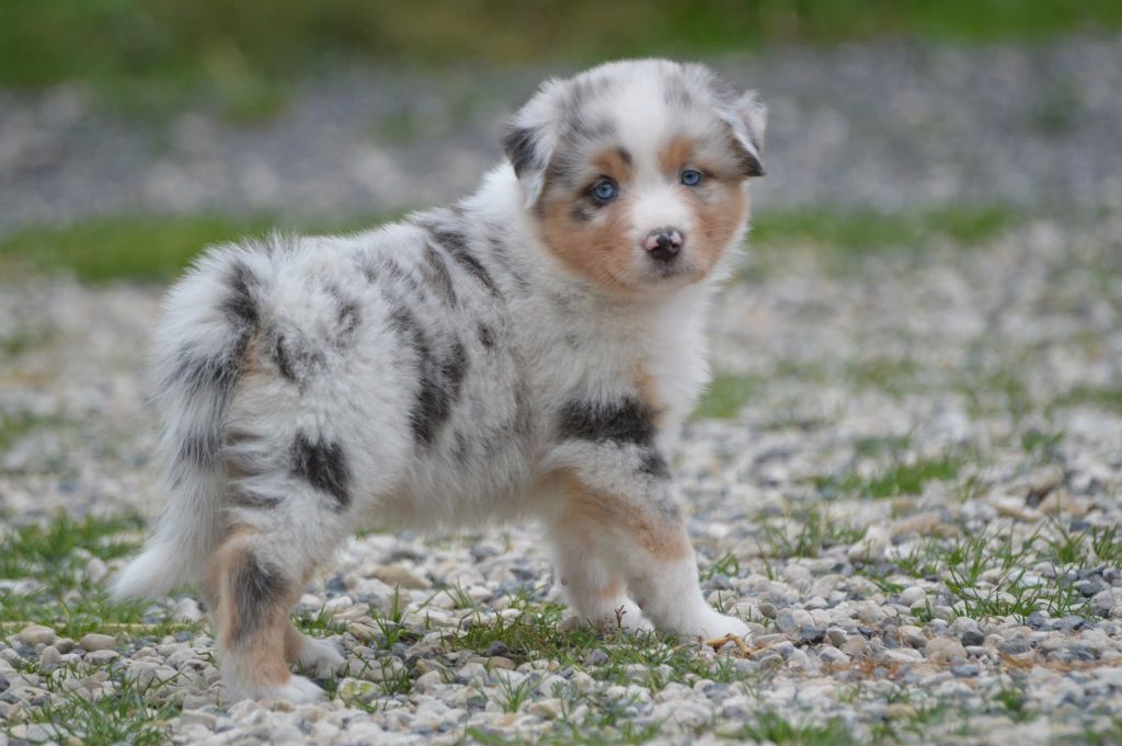 des Ptits Bergers en Terre Bio - Chiots disponibles - Berger Australien