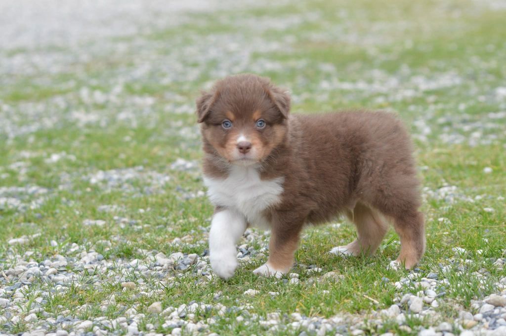 des Ptits Bergers en Terre Bio - Chiots disponibles - Berger Australien