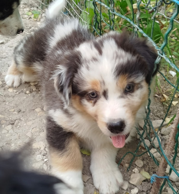 CHIOT 1