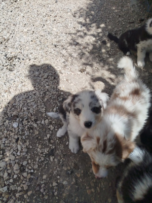 CHIOT 7