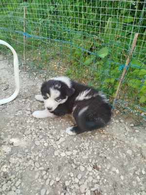CHIOT 8