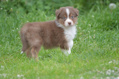 CHIOT