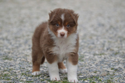 CHIOT