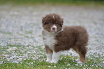 CHIOT