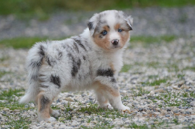 CHIOT
