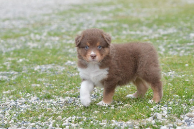 CHIOT