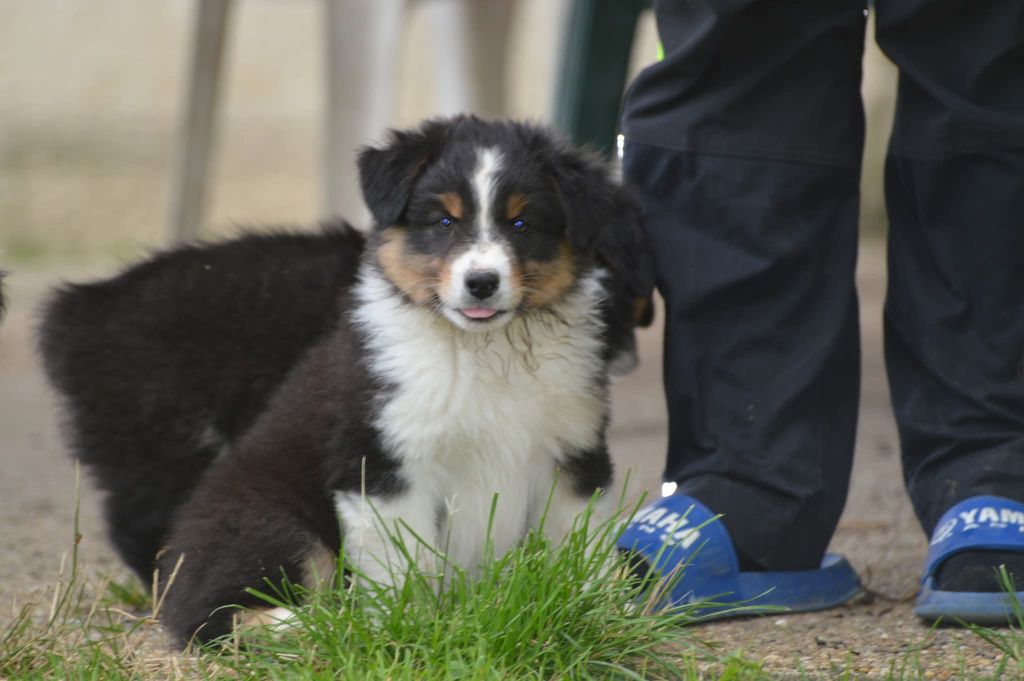 des Ptits Bergers en Terre Bio - Chiots disponibles - Berger Australien