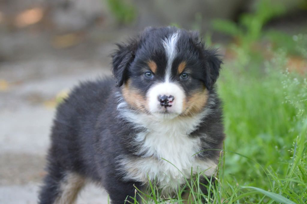 des Ptits Bergers en Terre Bio - Chiots disponibles - Berger Australien