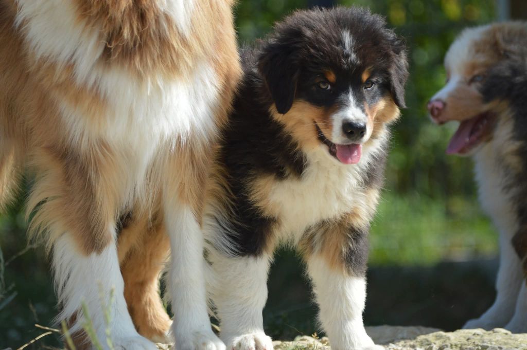 des Ptits Bergers en Terre Bio - Chiots disponibles - Berger Australien