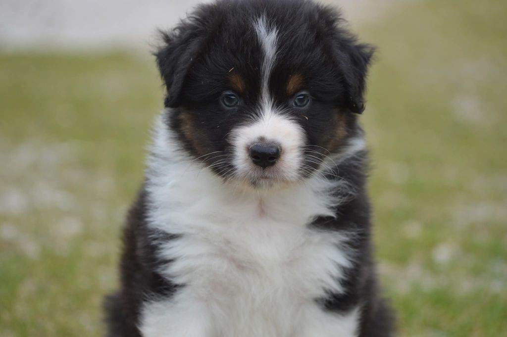 des Ptits Bergers en Terre Bio - Chiots disponibles - Berger Australien